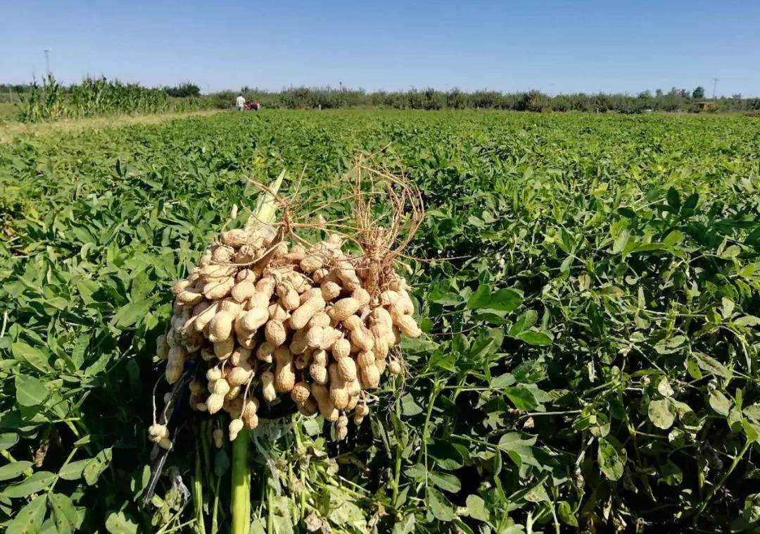 中聯(lián)收獲自走式花生撿拾收獲機(jī)——花生收獲界的“扛把子” 扛把子.jpg